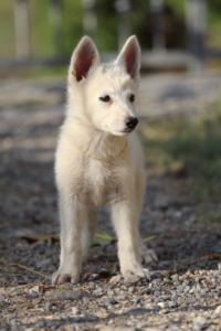White-Swiss-Shepherd-Puppies-BTWW-GosaNostra-October-08102018-0223