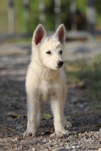 White-Swiss-Shepherd-Puppies-BTWW-GosaNostra-October-08102018-0224