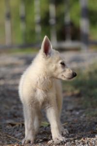 White-Swiss-Shepherd-Puppies-BTWW-GosaNostra-October-08102018-0226