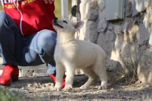 White-Swiss-Shepherd-Puppies-BTWW-GosaNostra-October-08102018-0227