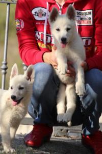 White-Swiss-Shepherd-Puppies-BTWW-GosaNostra-October-08102018-0229