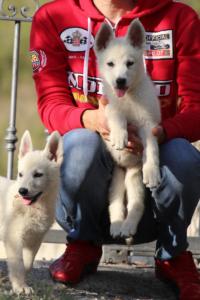 White-Swiss-Shepherd-Puppies-BTWW-GosaNostra-October-08102018-0230