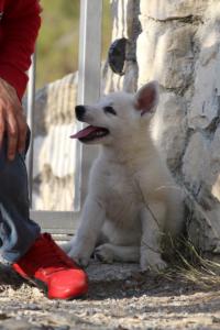 White-Swiss-Shepherd-Puppies-BTWW-GosaNostra-October-08102018-0231
