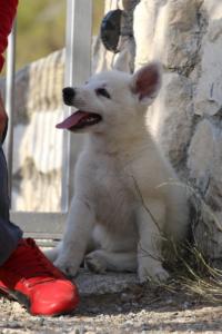White-Swiss-Shepherd-Puppies-BTWW-GosaNostra-October-08102018-0232