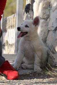 White-Swiss-Shepherd-Puppies-BTWW-GosaNostra-October-08102018-0234