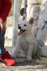 White-Swiss-Shepherd-Puppies-BTWW-GosaNostra-October-08102018-0237