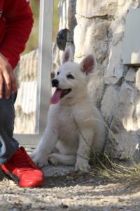 White-Swiss-Shepherd-Puppies-BTWW-GosaNostra-October-08102018-0238