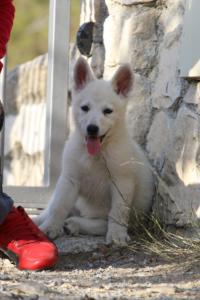 White-Swiss-Shepherd-Puppies-BTWW-GosaNostra-October-08102018-0239
