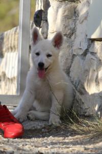 White-Swiss-Shepherd-Puppies-BTWW-GosaNostra-October-08102018-0240