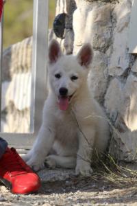 White-Swiss-Shepherd-Puppies-BTWW-GosaNostra-October-08102018-0241