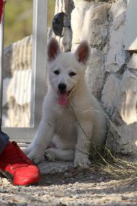 White-Swiss-Shepherd-Puppies-BTWW-GosaNostra-October-08102018-0242
