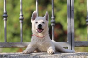 White-Swiss-Shepherd-Puppies-BTWW-GosaNostra-October-08102018-0243