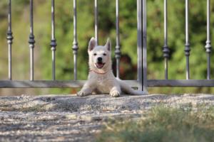 White-Swiss-Shepherd-Puppies-BTWW-GosaNostra-October-08102018-0245