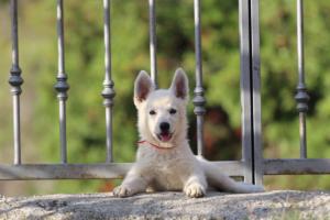 White-Swiss-Shepherd-Puppies-BTWW-GosaNostra-October-08102018-0247