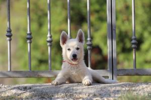 White-Swiss-Shepherd-Puppies-BTWW-GosaNostra-October-08102018-0248