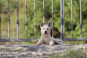 White-Swiss-Shepherd-Puppies-BTWW-GosaNostra-October-08102018-0249