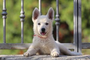 White-Swiss-Shepherd-Puppies-BTWW-GosaNostra-October-08102018-0250