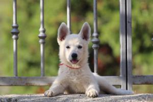 White-Swiss-Shepherd-Puppies-BTWW-GosaNostra-October-08102018-0251