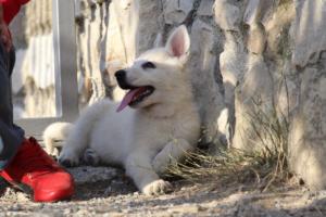 White-Swiss-Shepherd-Puppies-BTWW-GosaNostra-October-08102018-0252
