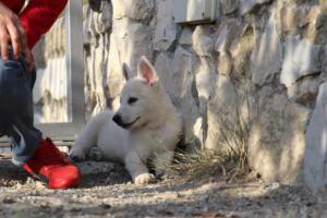 White-Swiss-Shepherd-Puppies-BTWW-GosaNostra-October-08102018-0253