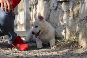 White-Swiss-Shepherd-Puppies-BTWW-GosaNostra-October-08102018-0254