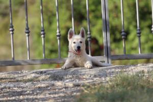 White-Swiss-Shepherd-Puppies-BTWW-GosaNostra-October-08102018-0255