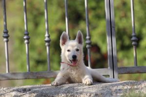 White-Swiss-Shepherd-Puppies-BTWW-GosaNostra-October-08102018-0256