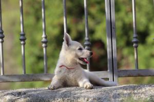 White-Swiss-Shepherd-Puppies-BTWW-GosaNostra-October-08102018-0257