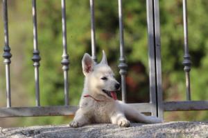White-Swiss-Shepherd-Puppies-BTWW-GosaNostra-October-08102018-0258