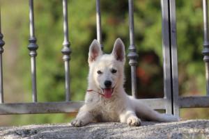 White-Swiss-Shepherd-Puppies-BTWW-GosaNostra-October-08102018-0259