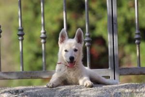 White-Swiss-Shepherd-Puppies-BTWW-GosaNostra-October-08102018-0260