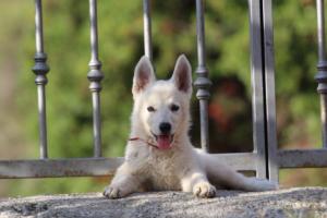 White-Swiss-Shepherd-Puppies-BTWW-GosaNostra-October-08102018-0261