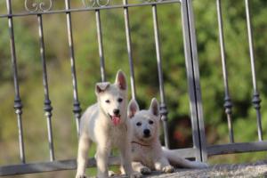 White-Swiss-Shepherd-Puppies-BTWW-GosaNostra-October-08102018-0262
