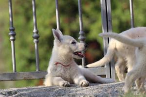 White-Swiss-Shepherd-Puppies-BTWW-GosaNostra-October-08102018-0263