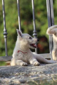 White-Swiss-Shepherd-Puppies-BTWW-GosaNostra-October-08102018-0264