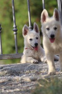 White-Swiss-Shepherd-Puppies-BTWW-GosaNostra-October-08102018-0265