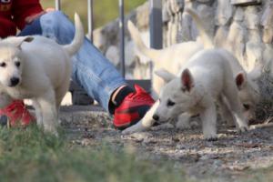 White-Swiss-Shepherd-Puppies-BTWW-GosaNostra-October-08102018-0266