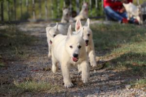 White-Swiss-Shepherd-Puppies-BTWW-GosaNostra-October-08102018-0267