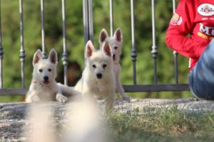 White-Swiss-Shepherd-Puppies-BTWW-GosaNostra-October-08102018-0268