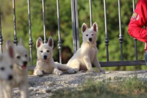 White-Swiss-Shepherd-Puppies-BTWW-GosaNostra-October-08102018-0269