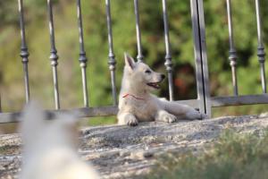 White-Swiss-Shepherd-Puppies-BTWW-GosaNostra-October-08102018-0270