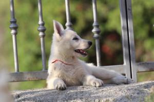 White-Swiss-Shepherd-Puppies-BTWW-GosaNostra-October-08102018-0271