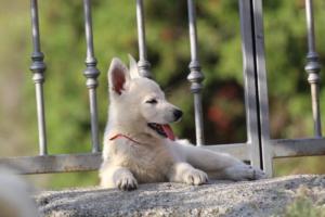 White-Swiss-Shepherd-Puppies-BTWW-GosaNostra-October-08102018-0272