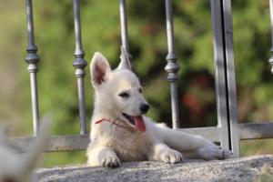 White-Swiss-Shepherd-Puppies-BTWW-GosaNostra-October-08102018-0273