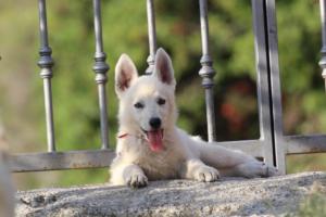 White-Swiss-Shepherd-Puppies-BTWW-GosaNostra-October-08102018-0274