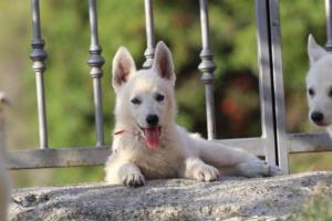 White-Swiss-Shepherd-Puppies-BTWW-GosaNostra-October-08102018-0275