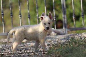 White-Swiss-Shepherd-Puppies-BTWW-GosaNostra-October-08102018-0277