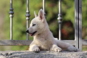 White-Swiss-Shepherd-Puppies-BTWW-GosaNostra-October-08102018-0279