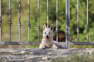 White-Swiss-Shepherd-Puppies-BTWW-GosaNostra-October-08102018-0280