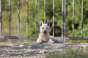 White-Swiss-Shepherd-Puppies-BTWW-GosaNostra-October-08102018-0282